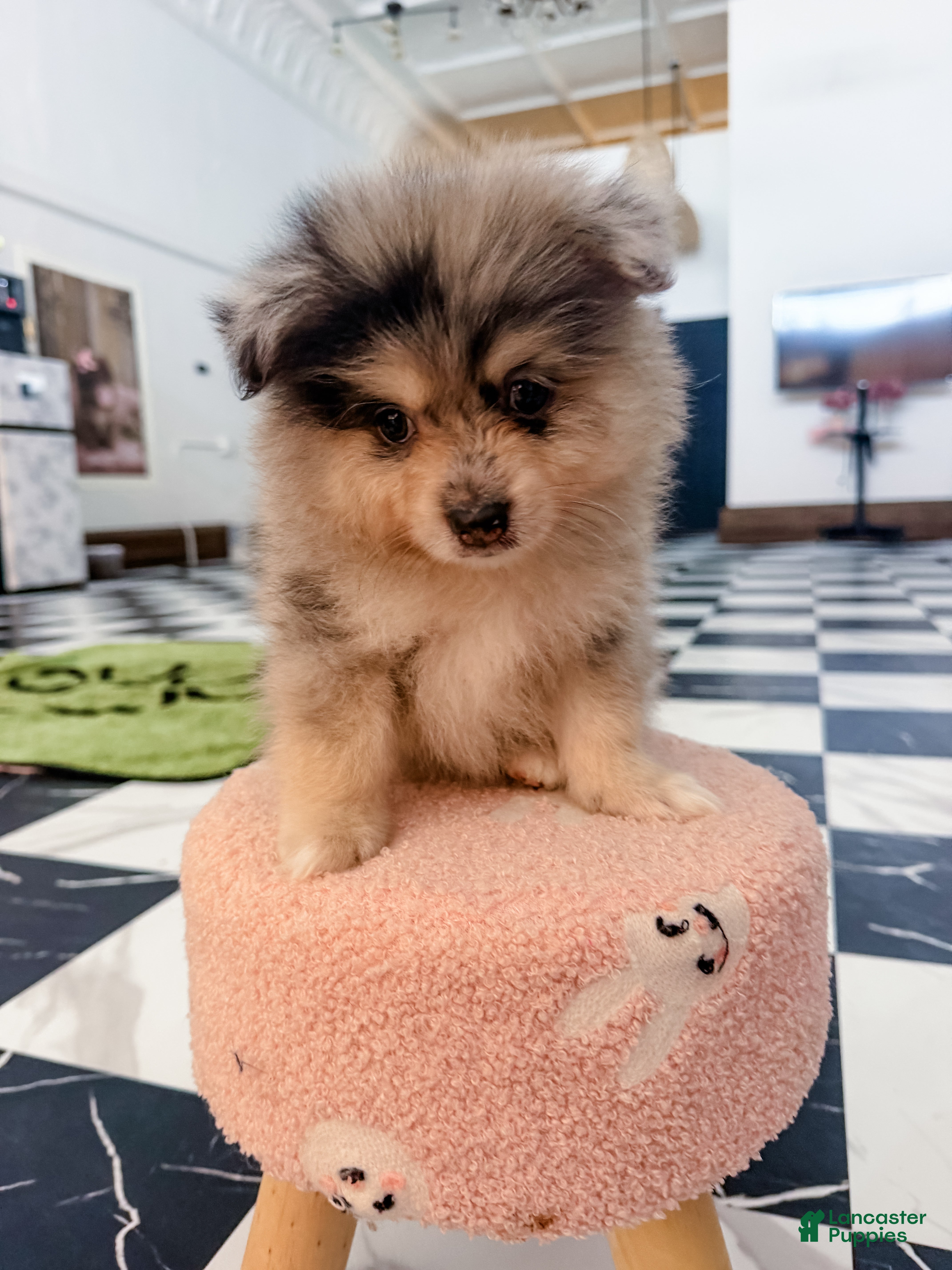 Pomeranian dogs Brutus - Ad 2