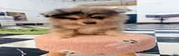 Pomeranian dogs for sale: Brutus - Ad 2