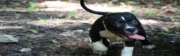American Bully dogs for sale: Jet - Ad 8