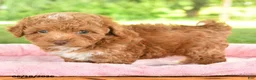 Toy Poodle dogs for sale: Abby  - Ad 4