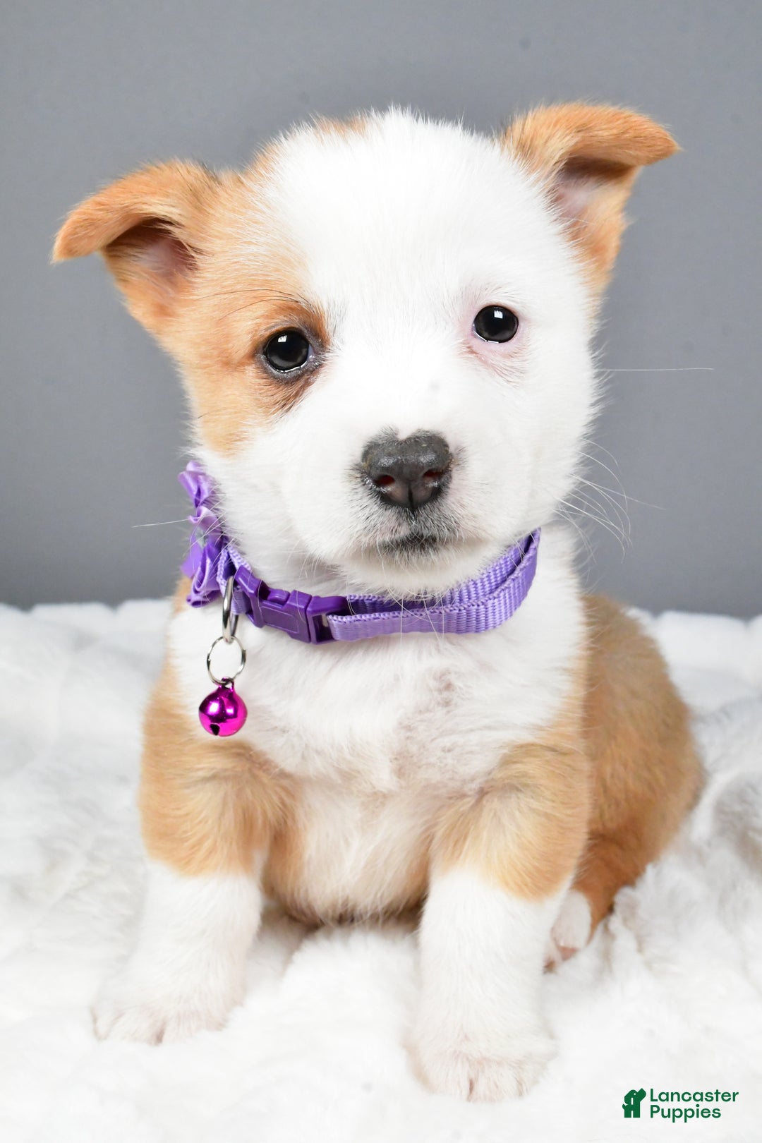 Welsh Corgi Pembroke dogs for sale: Beauty - Ad 7