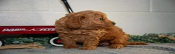Cavapoo dogs for sale: Fido - Ad 3