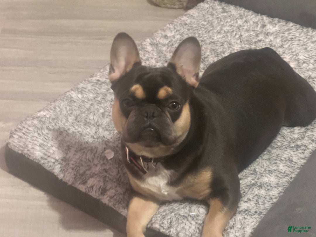 French Bulldog dogs for sale: Ice - Ad 3