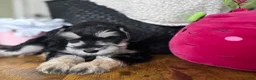 Miniature Schnauzer dogs for sale: Daisy - Ad 13