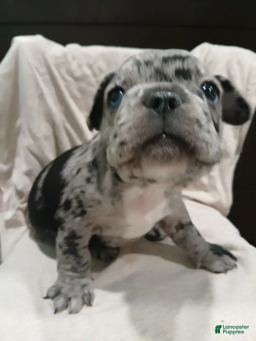 French Bulldog dogs for sale: Luke - Ad 7