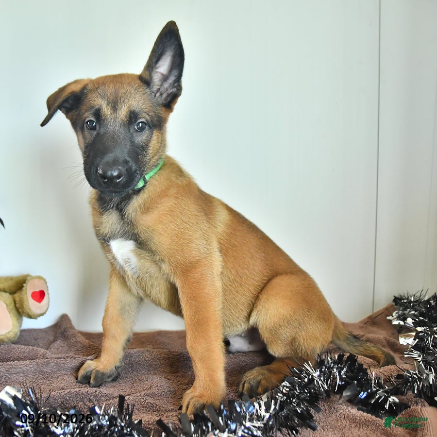 Belgian Malinois dogs Sevenis - Ad 2