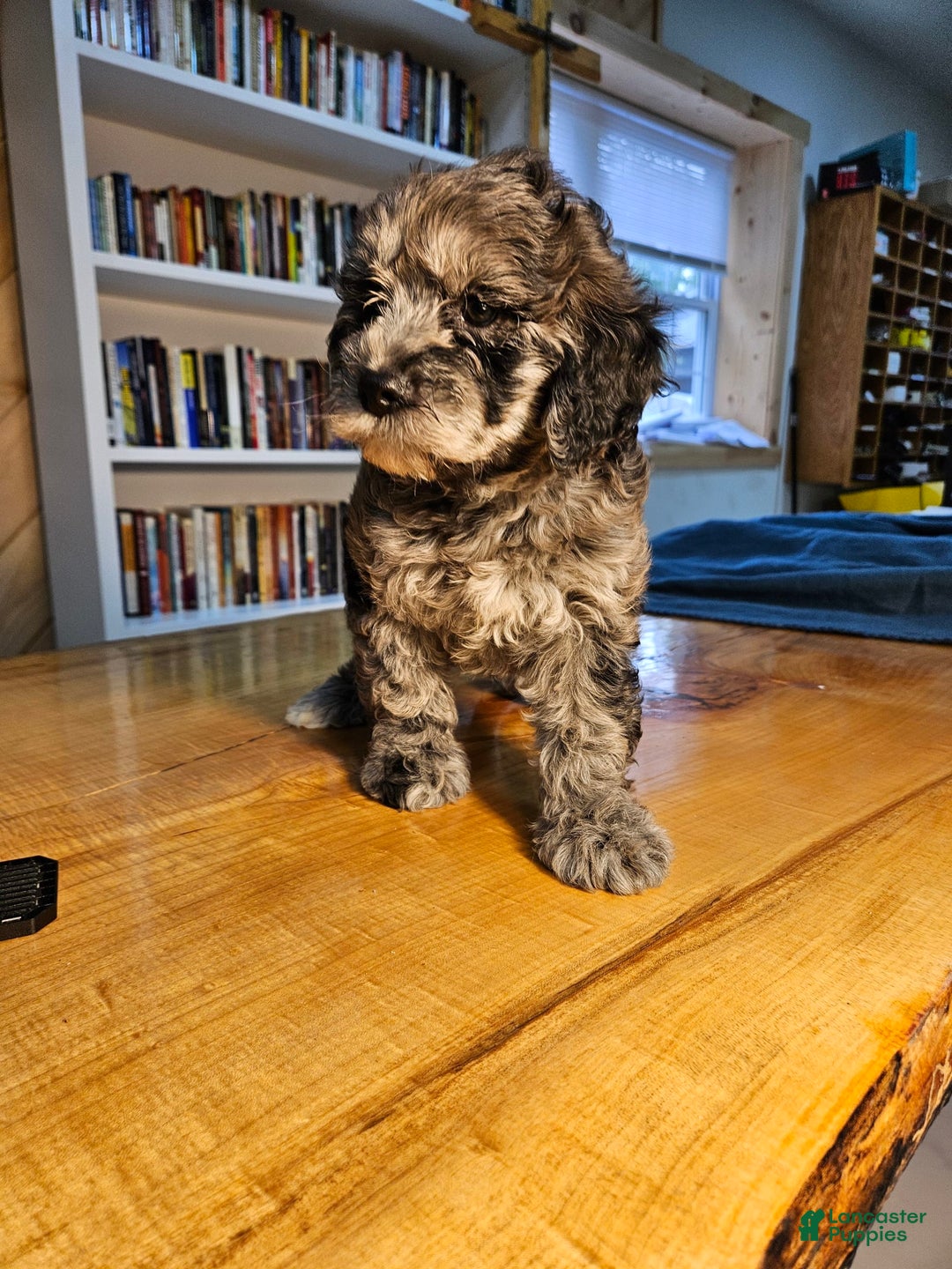 Mixed Breed dogs for sale: Merlin - Ad 1