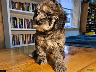 Mixed Breed dogs Merlin - Ad 34