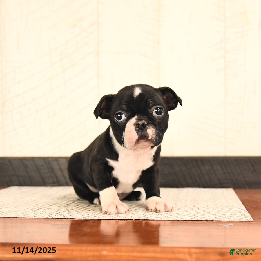 Boston Terrier dogs Jasmine - Ad 17