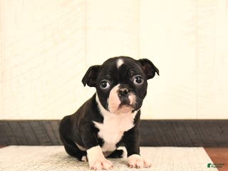 Boston Terrier dogs Jasmine - Ad 24