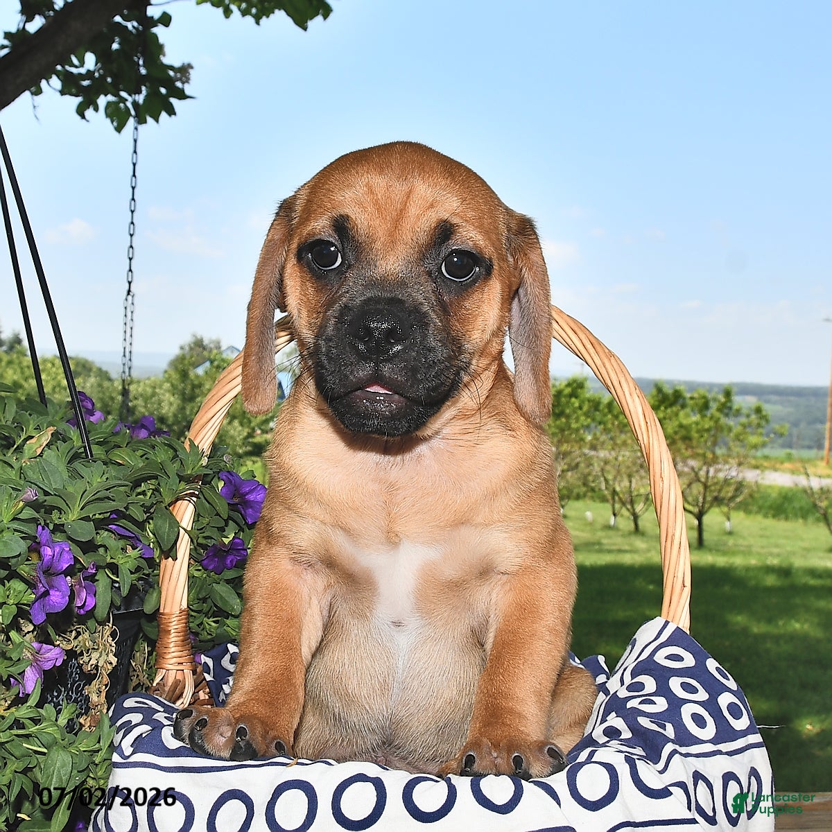 Puggle dogs Sawyer - Ad 2