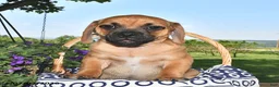 Puggle dogs for sale: Sawyer - Ad 2