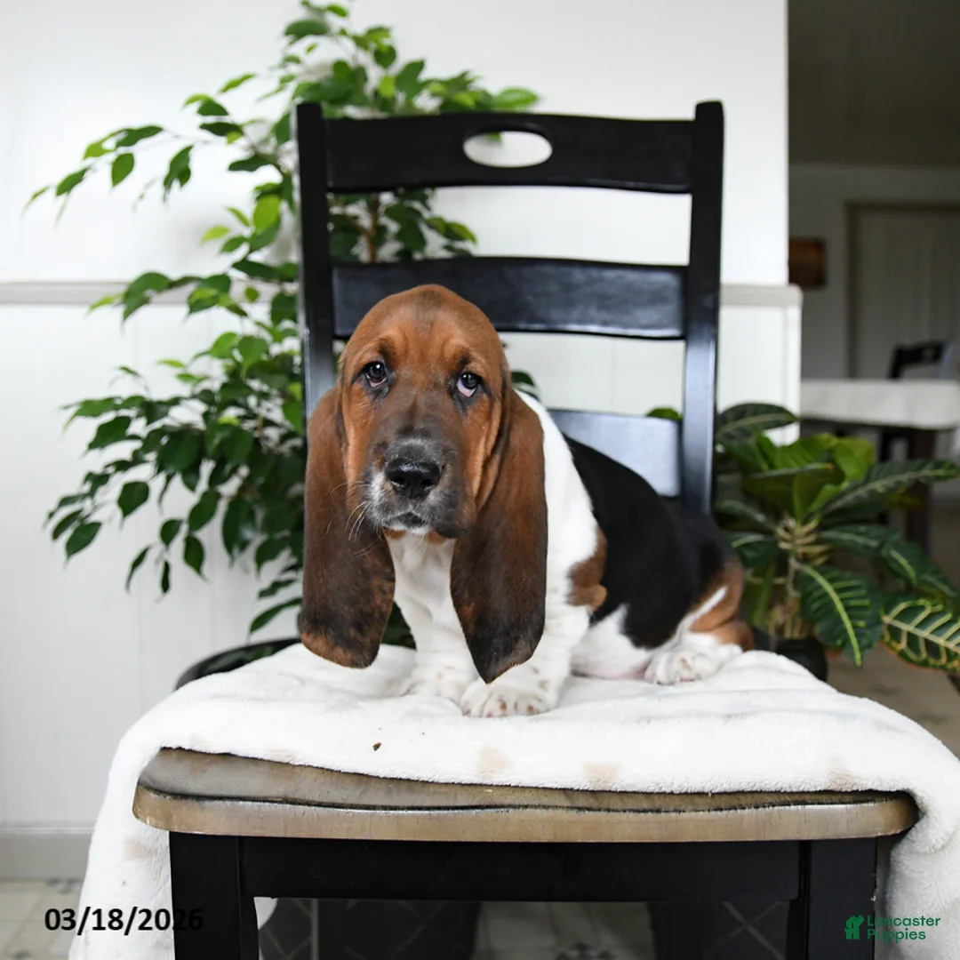 Basset Hound dogs for sale: Jasper - Ad 3