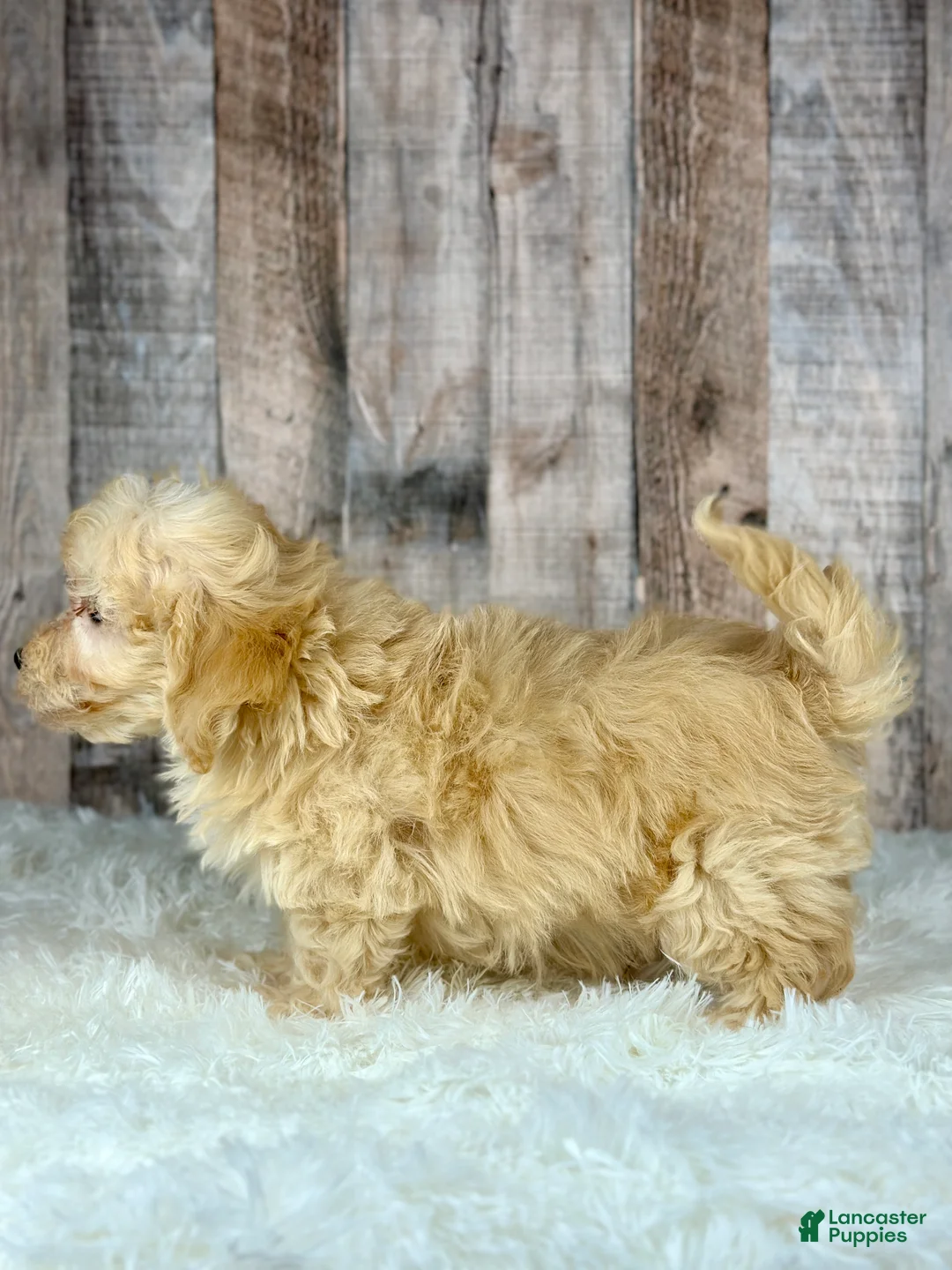 Maltipoo dogs for sale: Boy Alfie - 0008 - Ad 2
