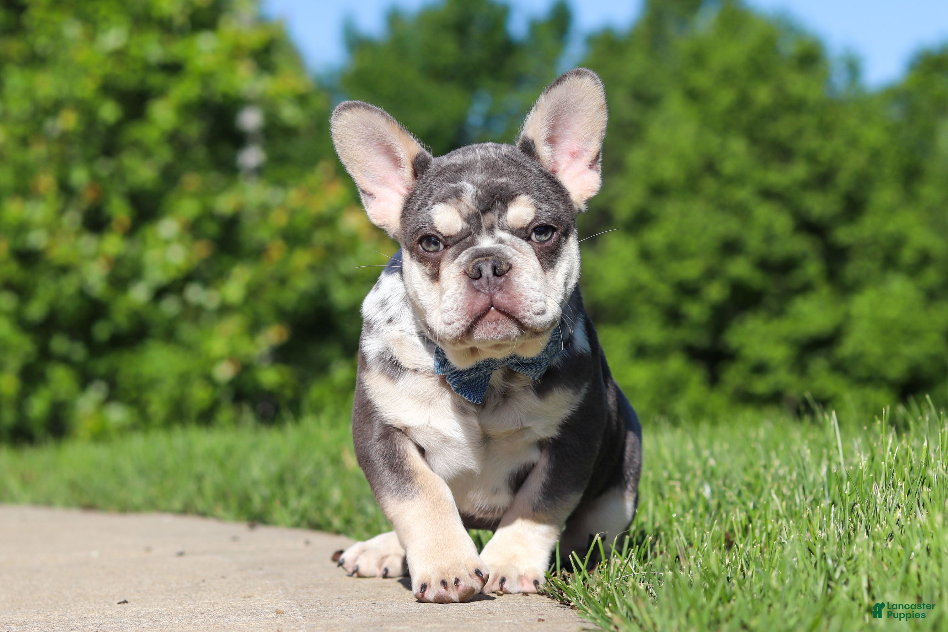 French Bulldog dogs for sale: Koda - Ad 3