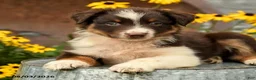 Australian Shepherd dogs for sale: Florence - Ad 3