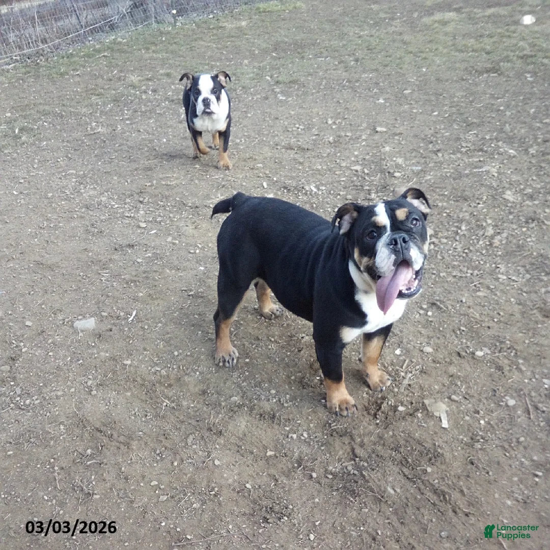 English Bulldog dogs for sale: Ramona - Ad 1