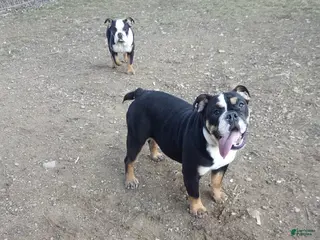 English Bulldog dogs for sale: Ramona - Ad 2