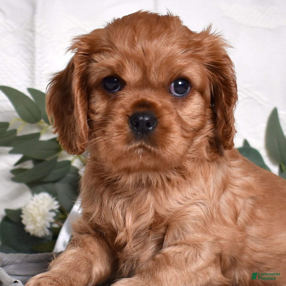 Cavalier King Charles Spaniel dogs Kiki - Ad 2
