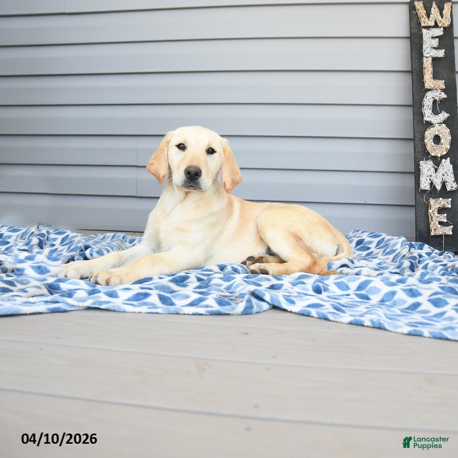 Goldador dogs Kola - Ad 2