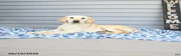 Goldador dogs for sale: Kola - Ad 6