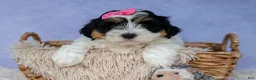 Teddy Bear dogs for sale: TINA - Ad 15