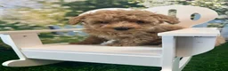 Maltipoo dogs for sale: Georgia - Ad 4