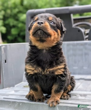 Rottweiler dogs Tunderbird - Ad 2