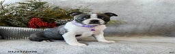 Boston Terrier dogs for sale: Poppy - Ad 4