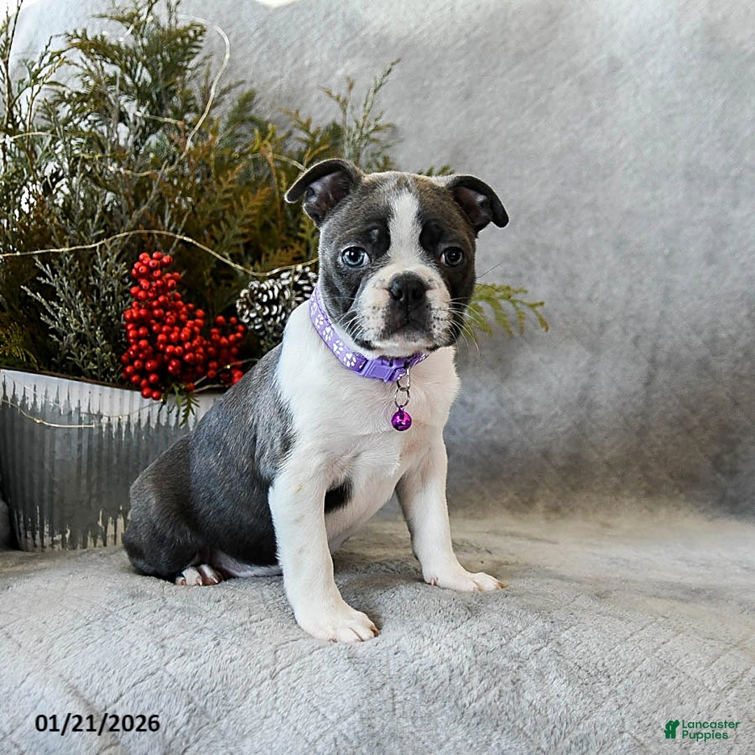 Boston Terrier dogs for sale: Poppy - Ad 4