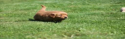 Golden Retriever dogs for sale: Marley - Ad 4