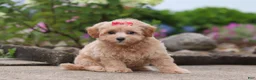 Maltipoo dogs for sale: Nellie - Ad 1