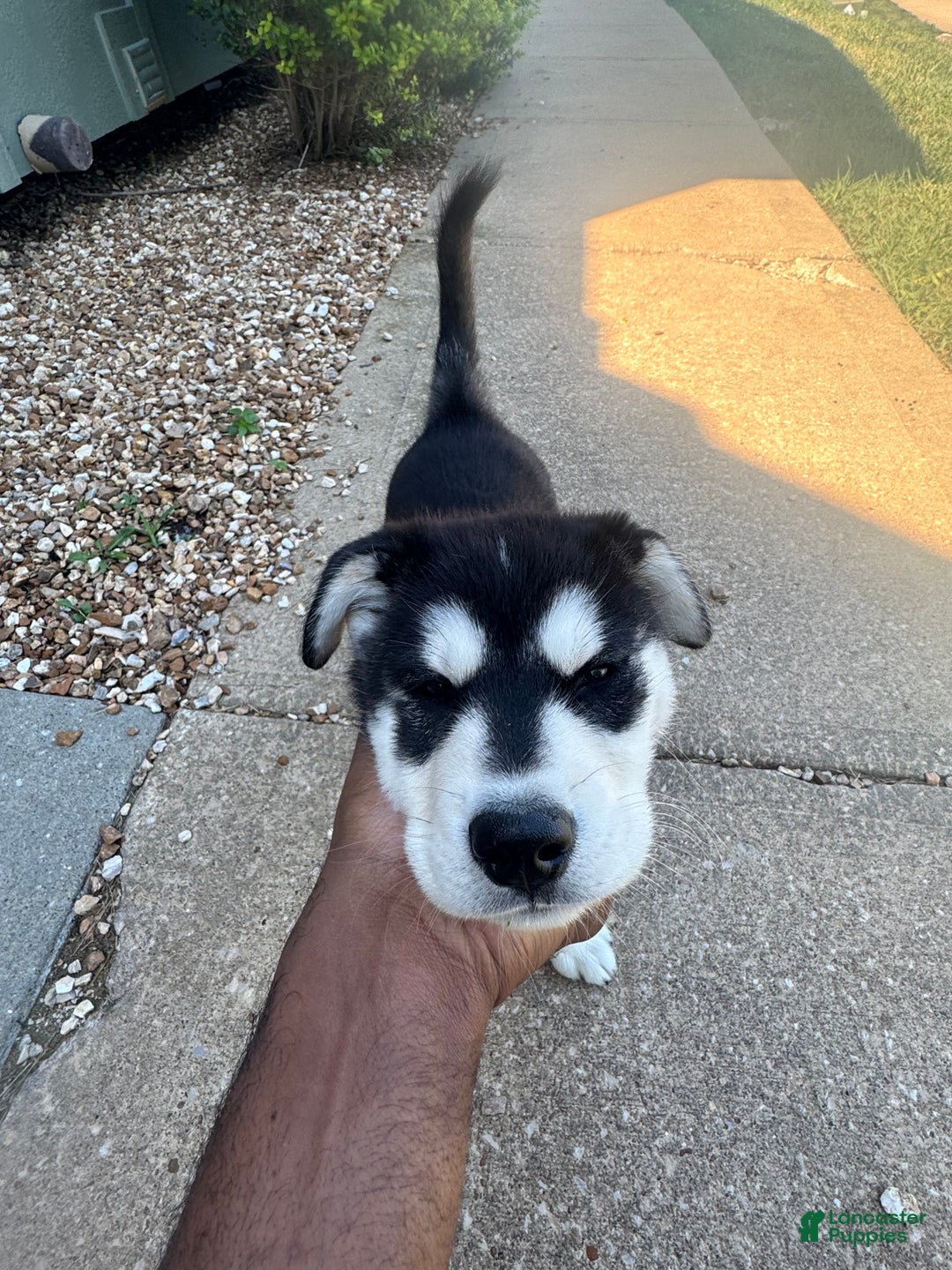 Mixed Breed dogs for sale: Bear  - Ad 1