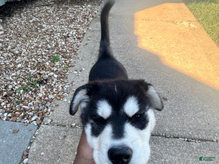 Mixed Breed dogs Bear - Ad 23