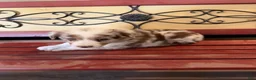 Border Collie dogs for sale: Rado - Ad 8
