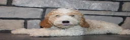 Mini Goldendoodle dogs for sale: Mini Ziggy - Ad 4