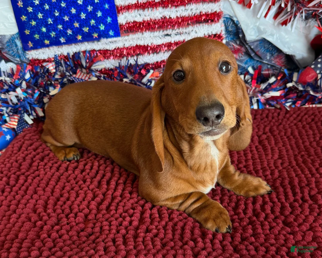 Dachshund dogs for sale: Nate - Ad 3