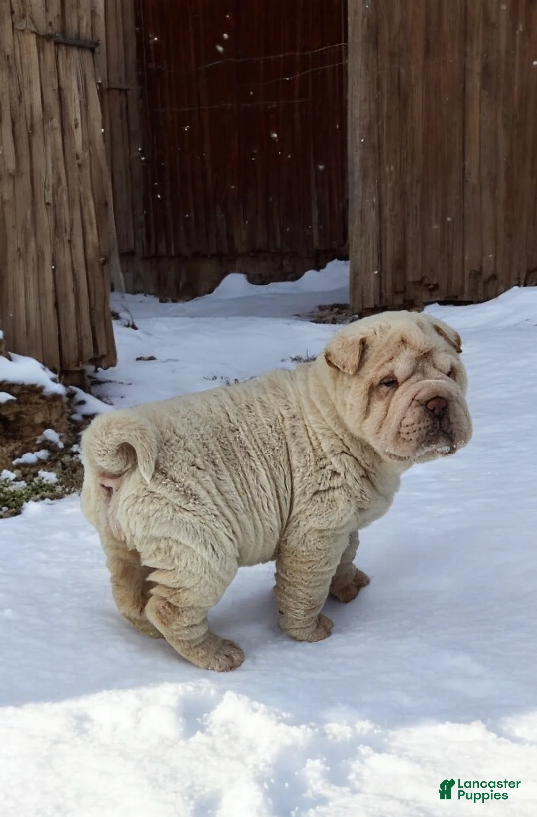Shar Pei dogs for sale: Blizzard mini - Ad 23