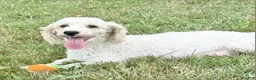 Toy Poodle dogs for sale: Bella - Ad 7