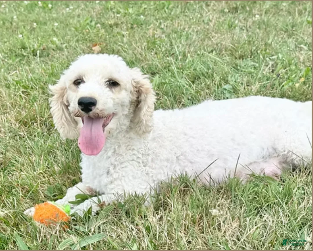 Toy Poodle dogs for sale: Bella - Ad 7