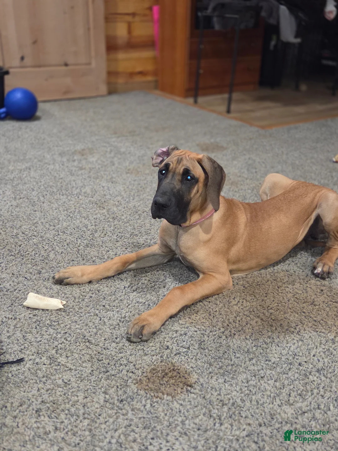 Great Dane dogs for sale: Great Dane 3 fawn - Ad 1