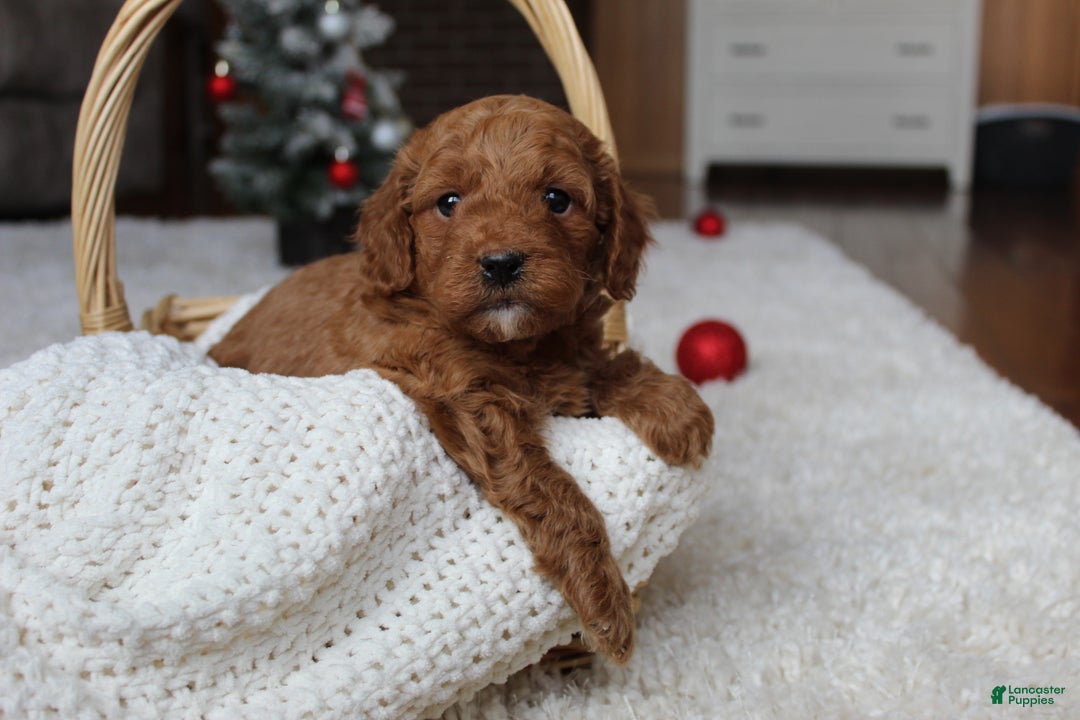 Cavapoochon dogs for sale: Melanie - Ad 2