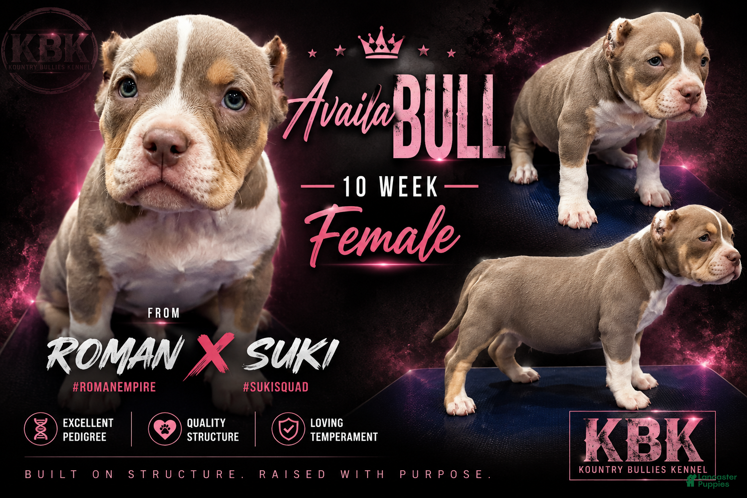 American Bully dogs Astra - Ad 1