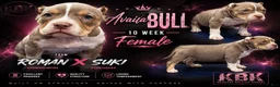 American Bully dogs for sale: Astra - Ad 1
