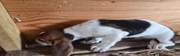 Basset Hound dogs for sale: Bonnie Basset Hound - Ad 2