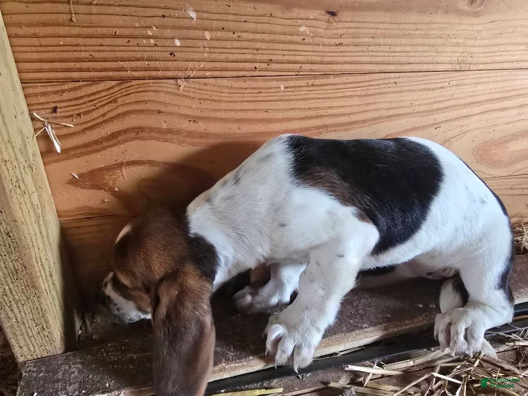 Basset Hound dogs for sale: Bonnie Basset Hound - Ad 2