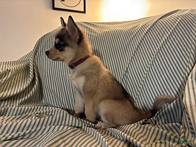 Pomsky dogs Freddy - Ad 2