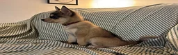 Pomsky dogs for sale: Freddy - Ad 2