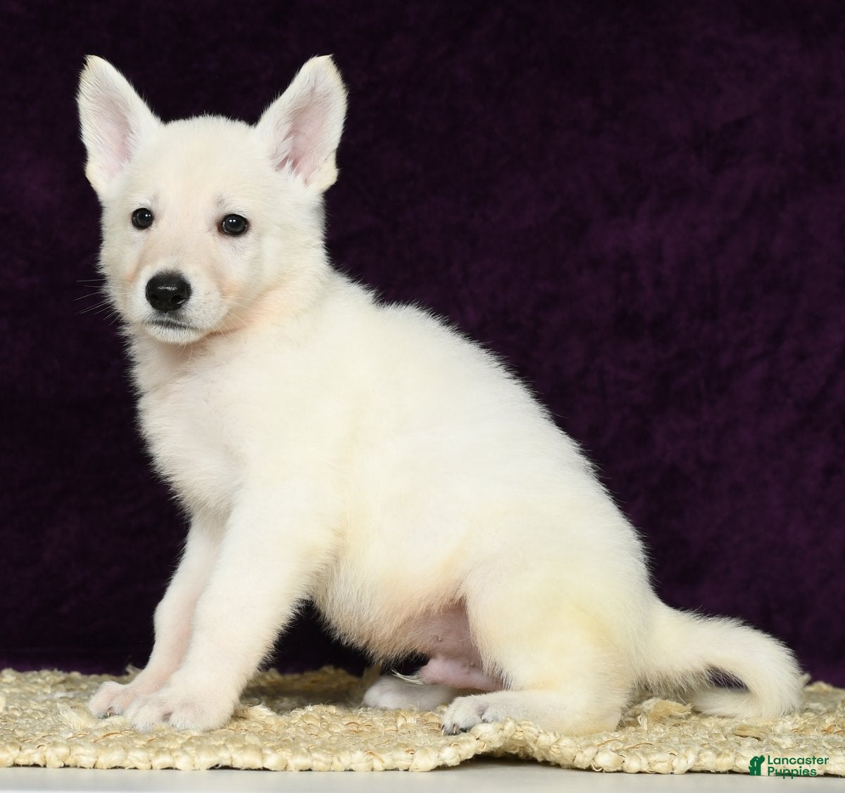 Month Old White German Shepherd Puppy Near Me Mini German