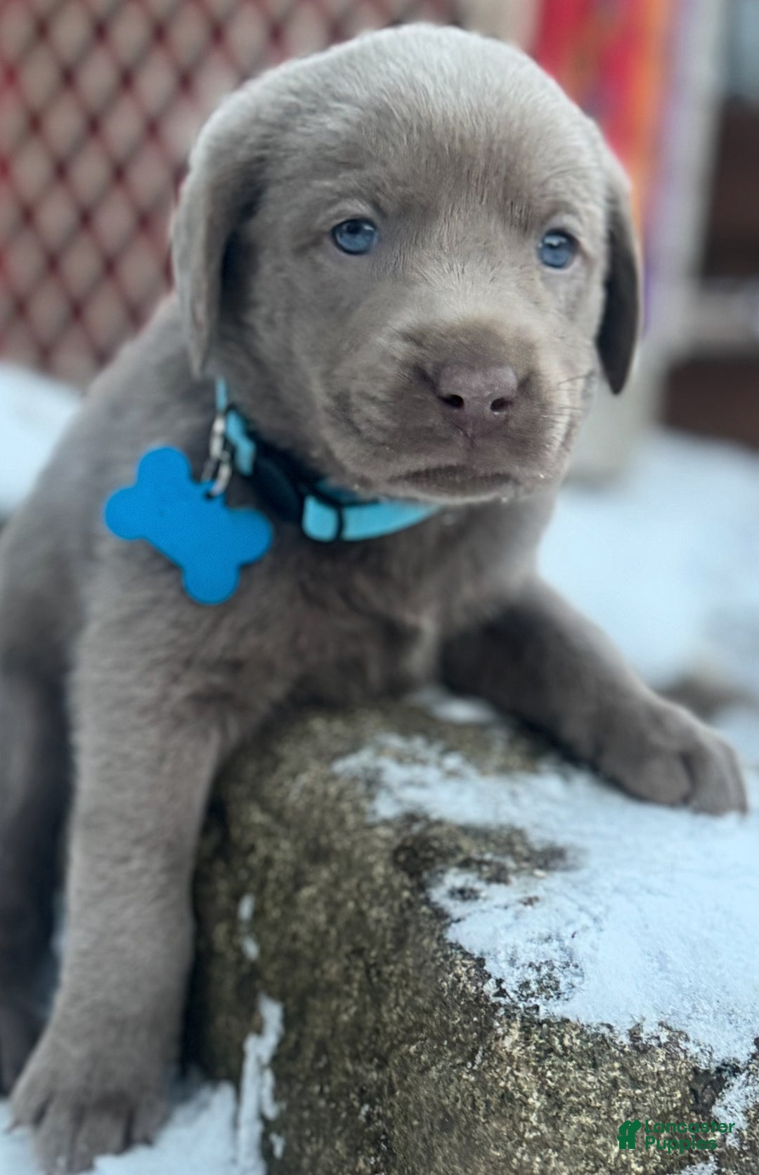 Labrador Retriever dogs for sale: Labrador Retriever Puppy 1 - Ad 14